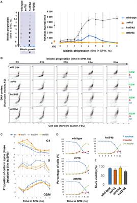 Histone H3 Lysine 56 Acetylation Is Required for Formation of Normal Levels of Meiotic DNA Breaks in S. cerevisiae